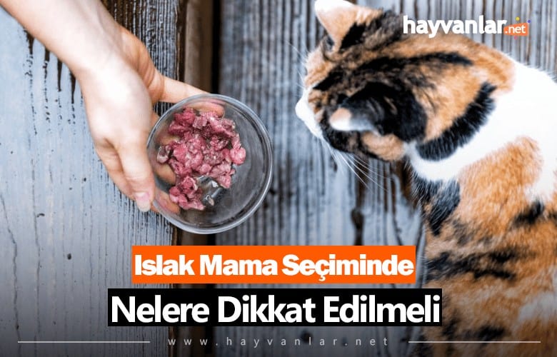 Islak Mama
