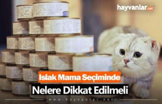 Islak Mama