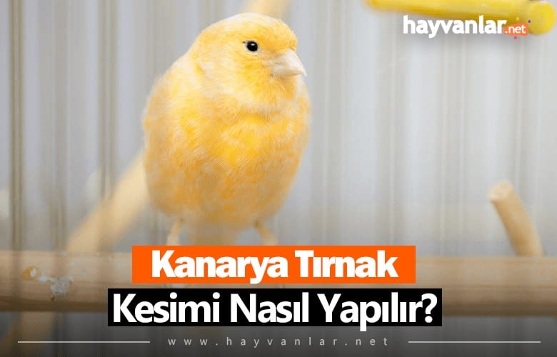 Kanarya Tırnak Kesimi