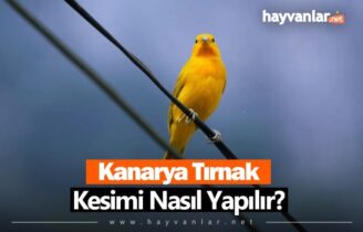 Kanarya Tırnak Kesimi