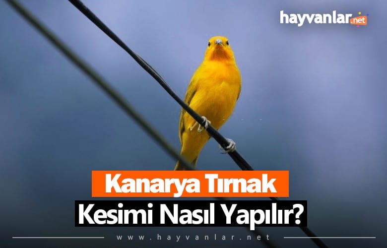 Kanarya Tırnak Kesimi