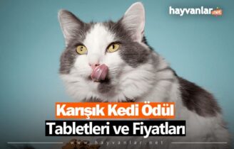Karışık Kedi Ödül Tabletleri