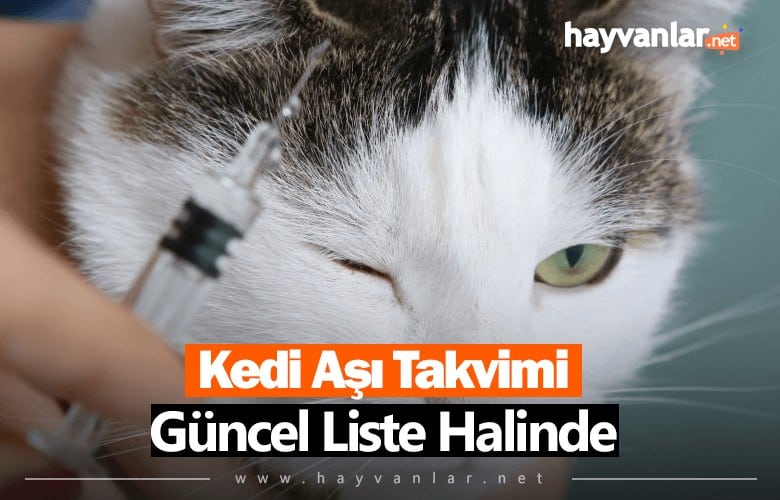 Kedi Aşı Takvimi