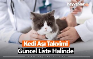 Kedi Aşı Takvimi