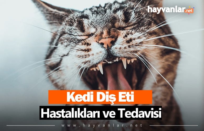 Kedi Diş Eti