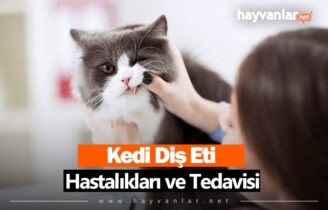 Kedi Diş Eti