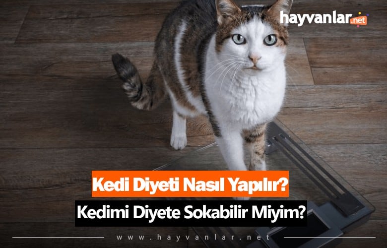 Kedi Diyeti Nasıl Yapılır