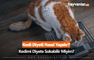 Kedi Diyeti Nasıl Yapılır