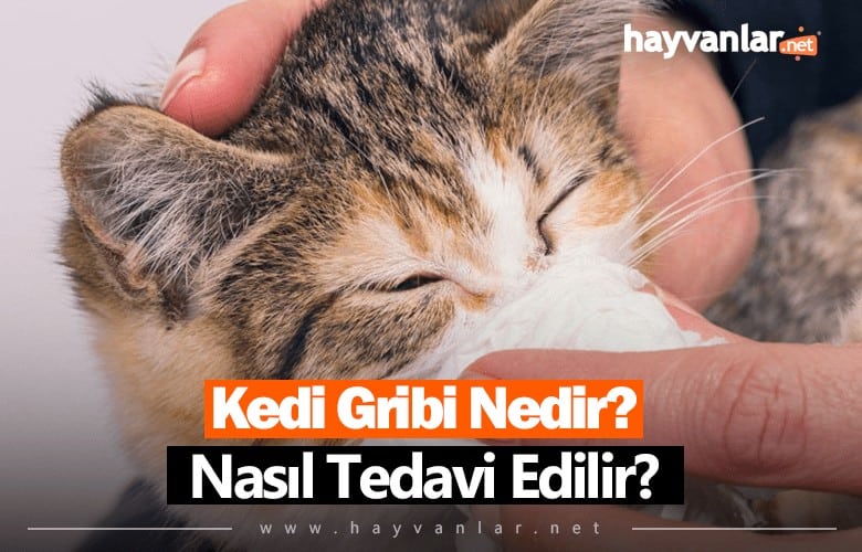 Kedi Gribi Nedir