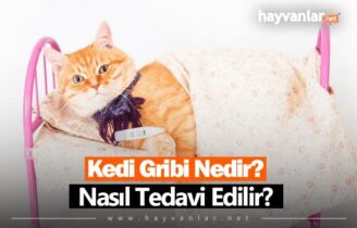 Kedi Gribi Nedir