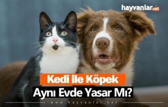 Kedi ile Köpek