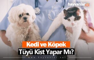 Kedi ve Köpek Tüyü