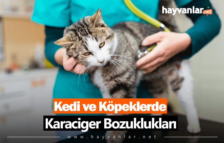Kedi ve Köpeklerde Karaciğer Bozuklukları