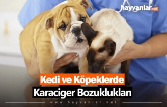 Kedi ve Köpeklerde Karaciğer Bozuklukları