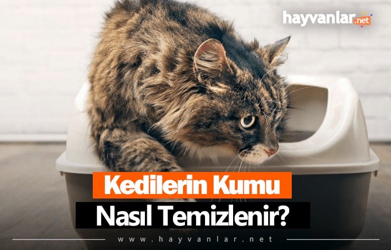 Kedi Kumu
