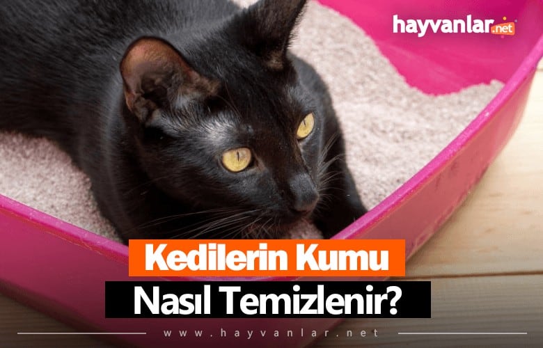 Kedi Kumu