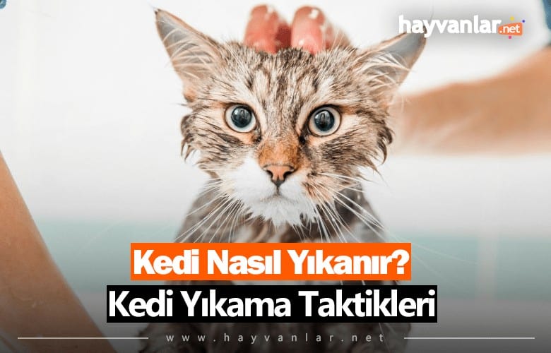 Kedi Nasıl Yıkanır?