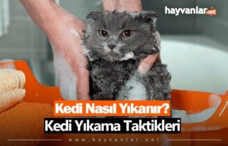 Kedi Nasıl Yıkanır?
