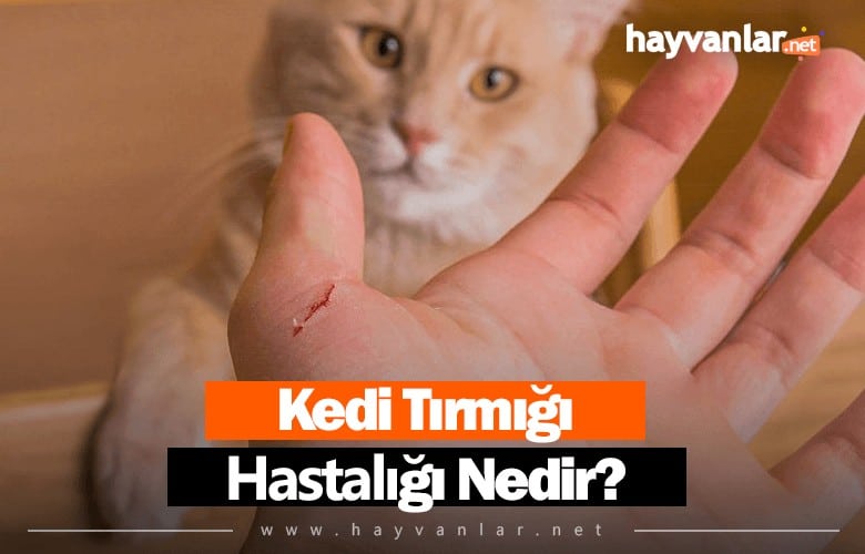 Kedi Tırmığı