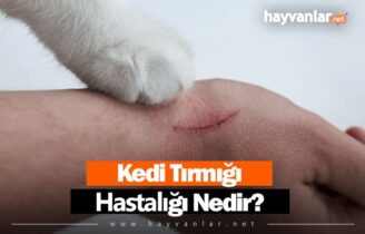 Kedi Tırmığı