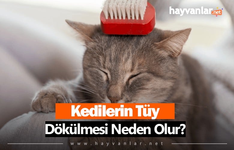 Kedi Tüy Dökülmesi