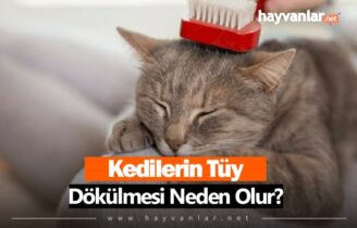 Kedi Tüy Dökülmesi