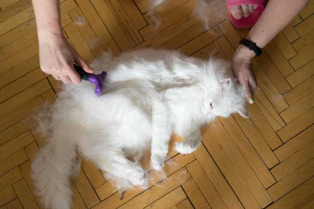 kedi köpek tüyü yutmak kist