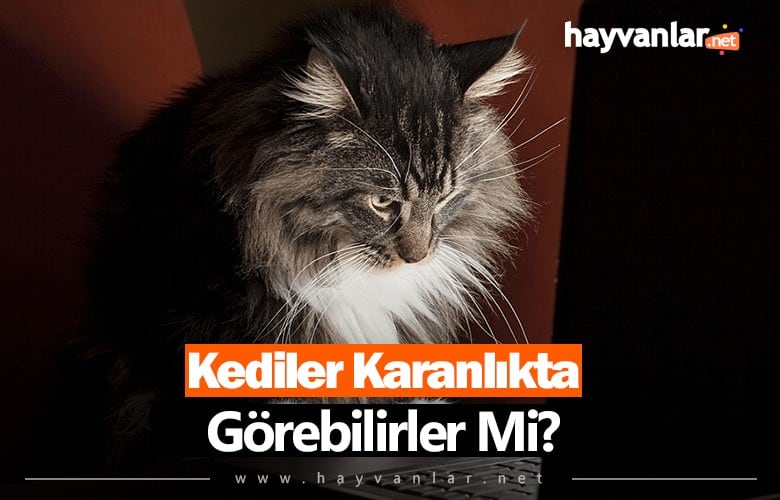 Kediler Karanlıkta Görebilir Mi?