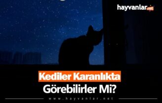 Kediler Karanlıkta Görebilir Mi?