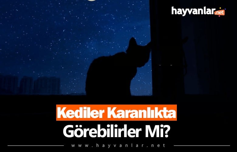 Kediler Karanlıkta Görebilir Mi?