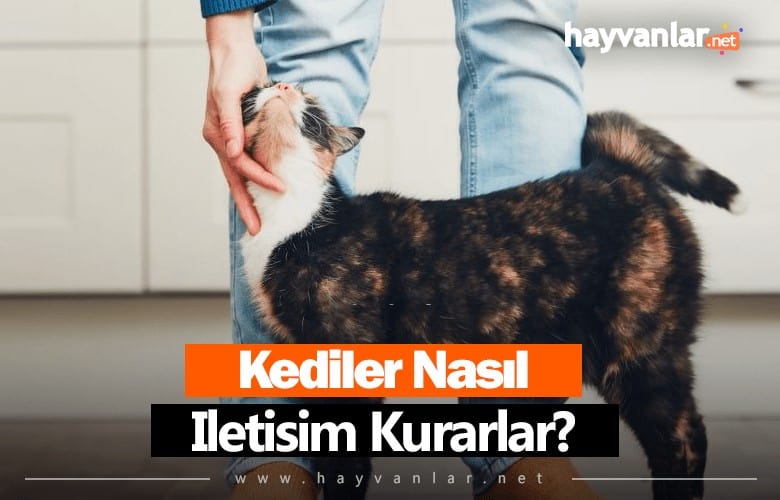 Kediler Nasıl İletişim Kurar?
