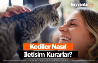 Kediler Nasıl İletişim Kurar?