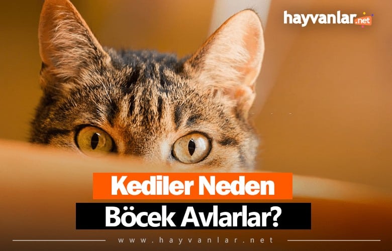 Kediler Neden Böcek Avlar?