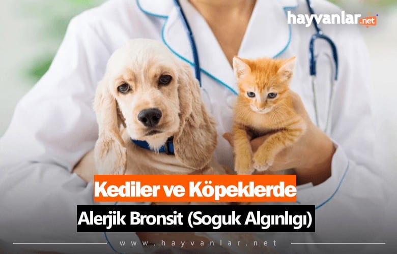 Kediler ve Köpeklerde Alerjik Bronşit