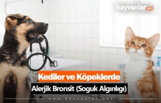 Kediler ve Köpeklerde Alerjik Bronşit