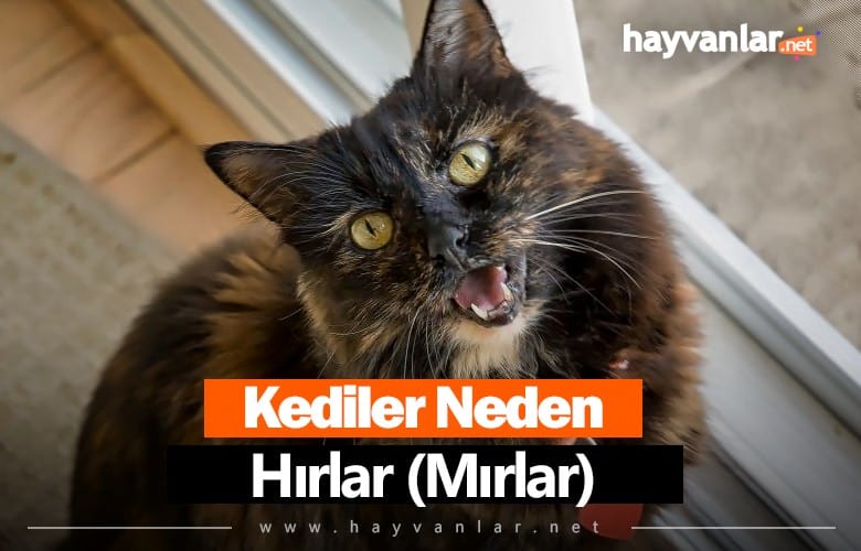 Kediler Neden Hırlar