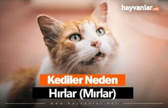 Kediler Neden Hırlar