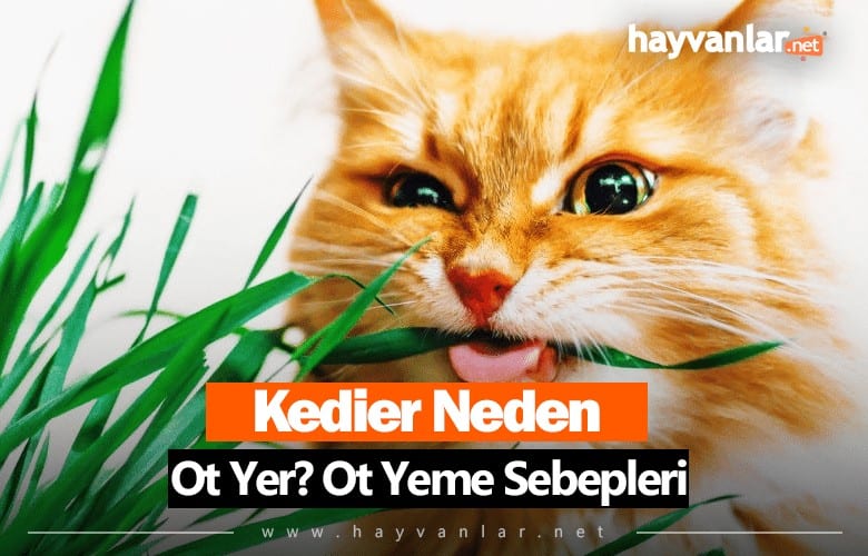 Kediler Neden Ot Yer?