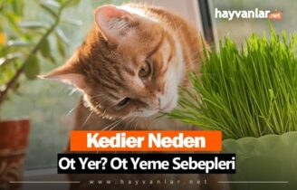 Kediler Neden Ot Yer?