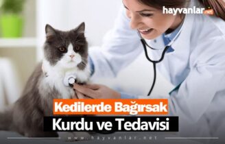 Kedilerde Bağırsak Kurdu ve Tedavisi
