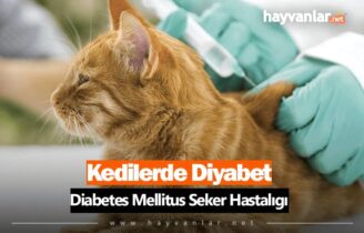 Kedilerde Diyabet Şeker Hastalığı