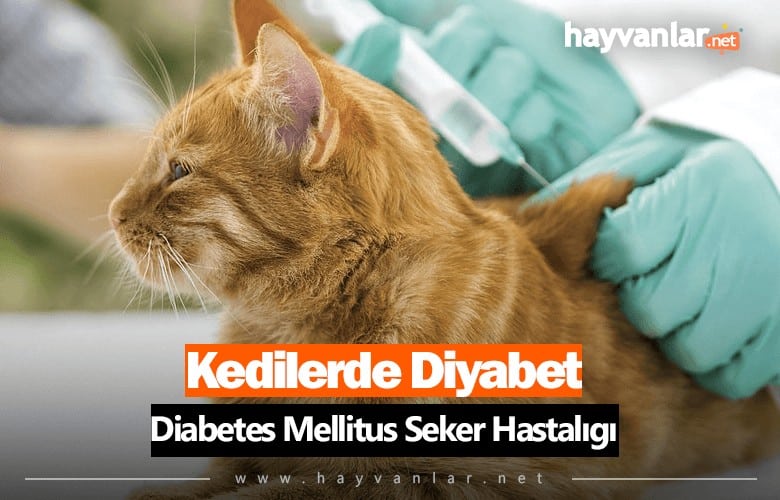 Kedilerde Diyabet Şeker Hastalığı
