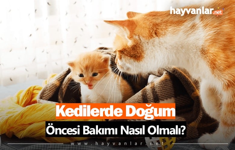 Kedilerde Doğum Öncesi Bakım Nasıl Olmalı?