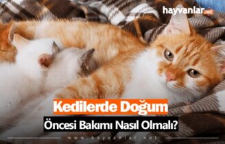 Kedilerde Doğum Öncesi Bakım Nasıl Olmalı?