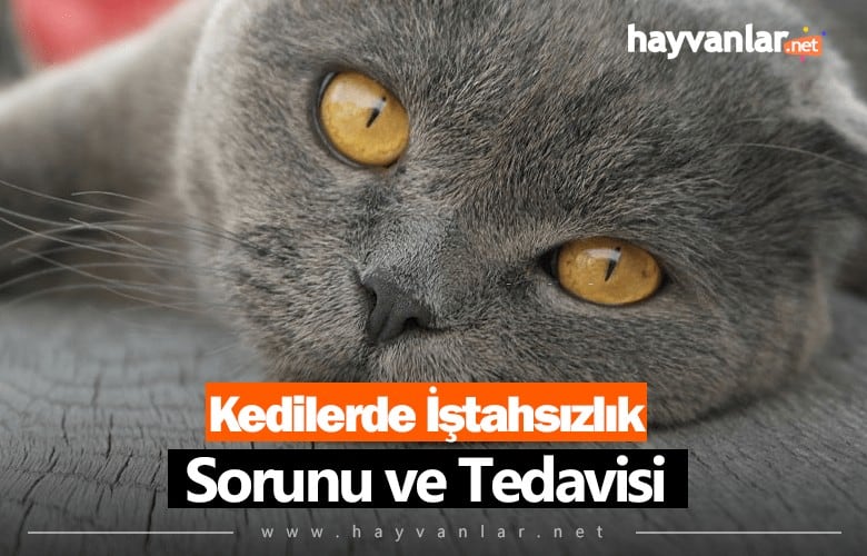 Kedilerde İştahsızlık Sorunu ve Tedavisi