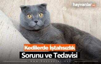 Kedilerde İştahsızlık Sorunu ve Tedavisi
