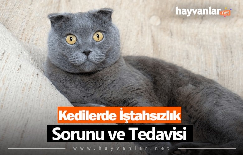 Kedilerde İştahsızlık Sorunu ve Tedavisi
