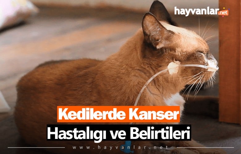 Kedilerde Kanser Hastalığı ve Belirtileri