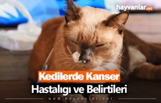 Kedilerde Kanser Hastalığı ve Belirtileri