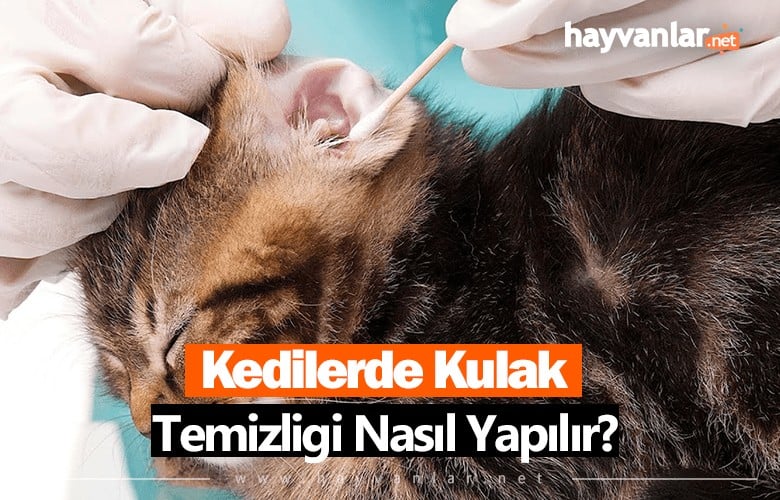 Kedilerde Kulak Temizliği Nasıl Yapılır?